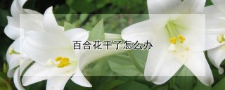 百合花干了怎么办,第1图