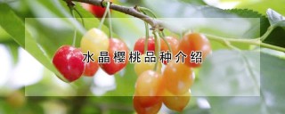 水晶樱桃品种介绍,第1图