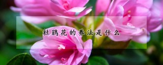 杜鹃花的养法是什么,第1图