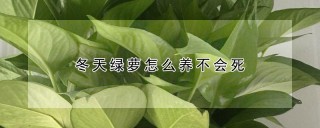 冬天绿萝怎么养不会死,第1图