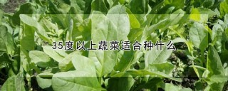 35度以上蔬菜适合种什么,第1图