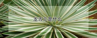 龙舌兰是什么,第1图