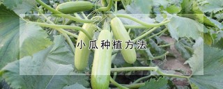 小瓜种植方法,第1图