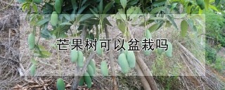 芒果树可以盆栽吗,第1图