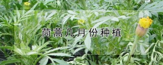 茼蒿几月份种植,第1图