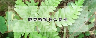 蕨类植物怎么繁殖,第1图