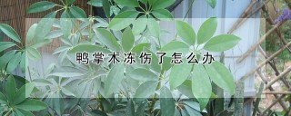 鸭掌木冻伤了怎么办,第1图