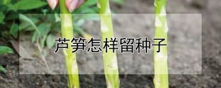 芦笋怎样留种子,第1图