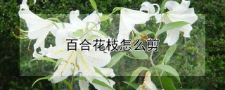 百合花枝怎么剪,第1图