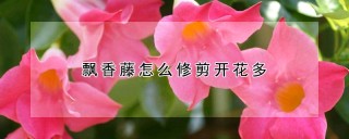 飘香藤怎么修剪开花多,第1图