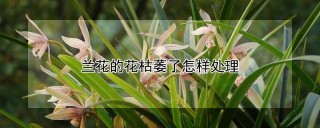 兰花的花枯萎了怎样处理,第1图