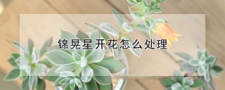 锦晃星开花怎么处理,第1图