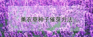 薰衣草种子催芽方法,第1图