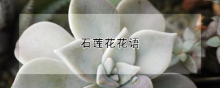 石莲花花语,第1图