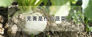 芜菁是什么蔬菜,第1图