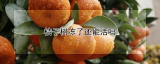 桔子树冻了还能活吗,第1图