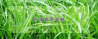 护坡常用草种,第1图