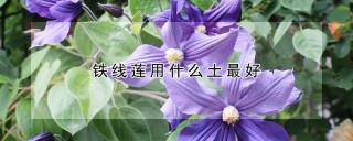 铁线莲用什么土最好,第1图