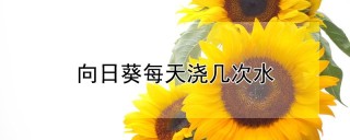 向日葵每天浇几次水,第1图