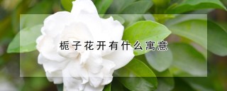 栀子花开有什么寓意,第1图