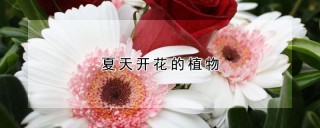 夏天开花的植物,第1图