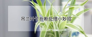 吊兰叶子折断处理小妙招,第1图