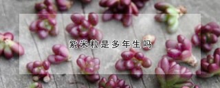 紫米粒是多年生吗,第1图