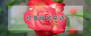 红蔷薇的花语,第1图