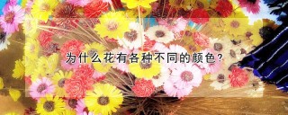 为什么花有各种不同的颜色?,第1图