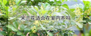 米兰花适合在室内养吗,第1图