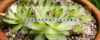 观音莲夏天的养殖方法和注意事项,第1图