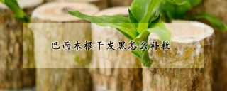 巴西木根干发黑怎么补救,第1图