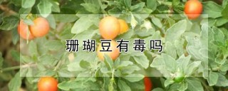 珊瑚豆有毒吗,第1图