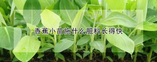 香蕉小苗施什么肥料长得快,第1图