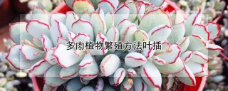 多肉植物繁殖方法叶插,第1图