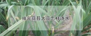 抽完蒜苔大蒜怎样浇水,第1图