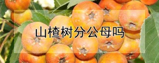 山楂树分公母吗,第1图