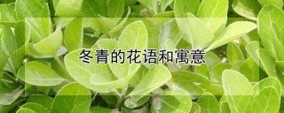 冬青的花语和寓意,第1图