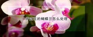 开过花的蝴蝶兰怎么处理,第1图