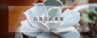 石莲花的寓意,第1图