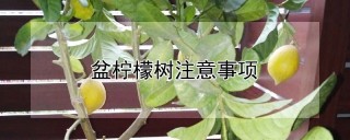 盆柠檬树注意事项,第1图