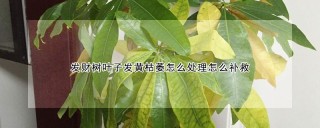 发财树叶子发黄枯萎怎么处理怎么补救,第1图