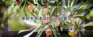 果树冬季清园什么时间最佳,第1图