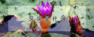 芡实是什么,第1图