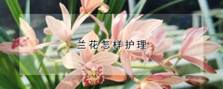 兰花怎样护理,第1图