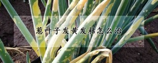 葱叶子发黄发枯怎么治,第1图