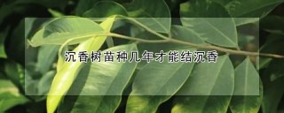 沉香树苗种几年才能结沉香,第1图