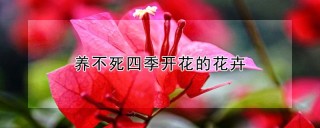 养不死四季开花的花卉,第1图