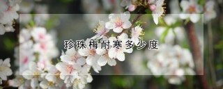 珍珠梅耐寒多少度,第1图