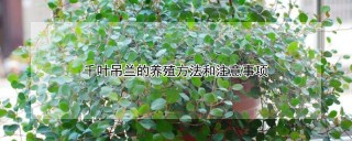 千叶吊兰的养殖方法和注意事项,第1图